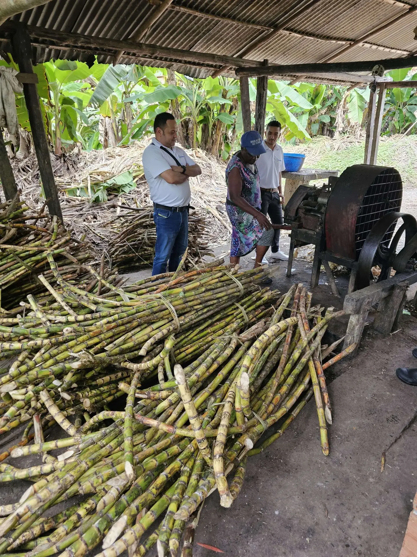 Ruta Turistica del Dulce-Caña-de-azucar