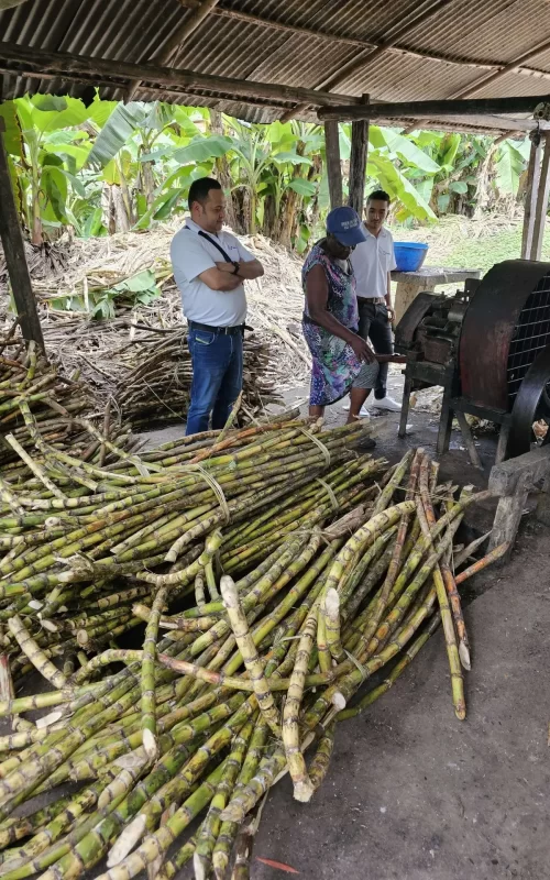 Ruta Turistica del Dulce-Caña-de-azucar